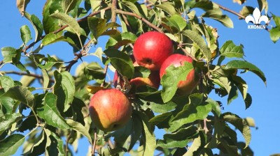 Compost for fruit trees and shrubs