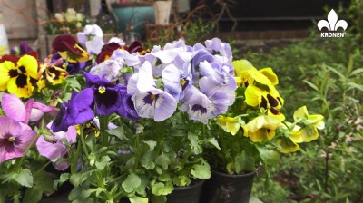 Pansy guide