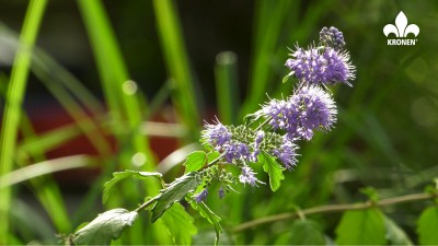 Rośliny kwitnące jesienią